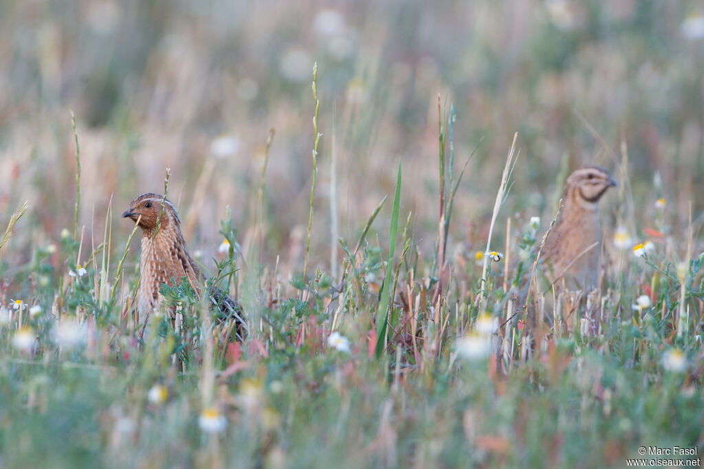 Common Quail