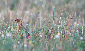 Common Quail