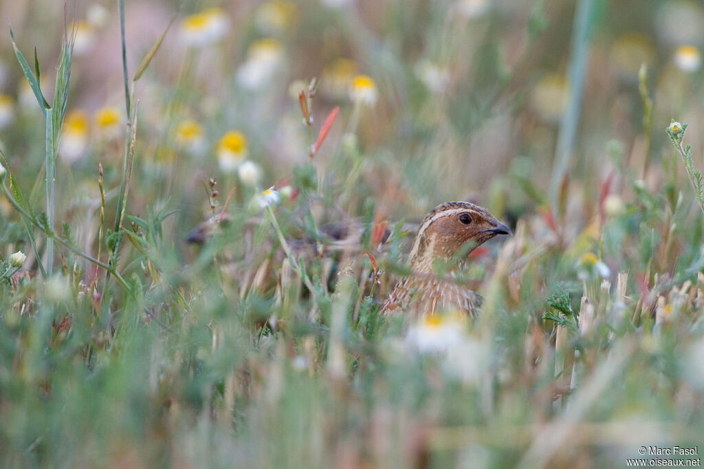 Common Quailadult breeding