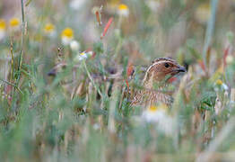 Common Quail