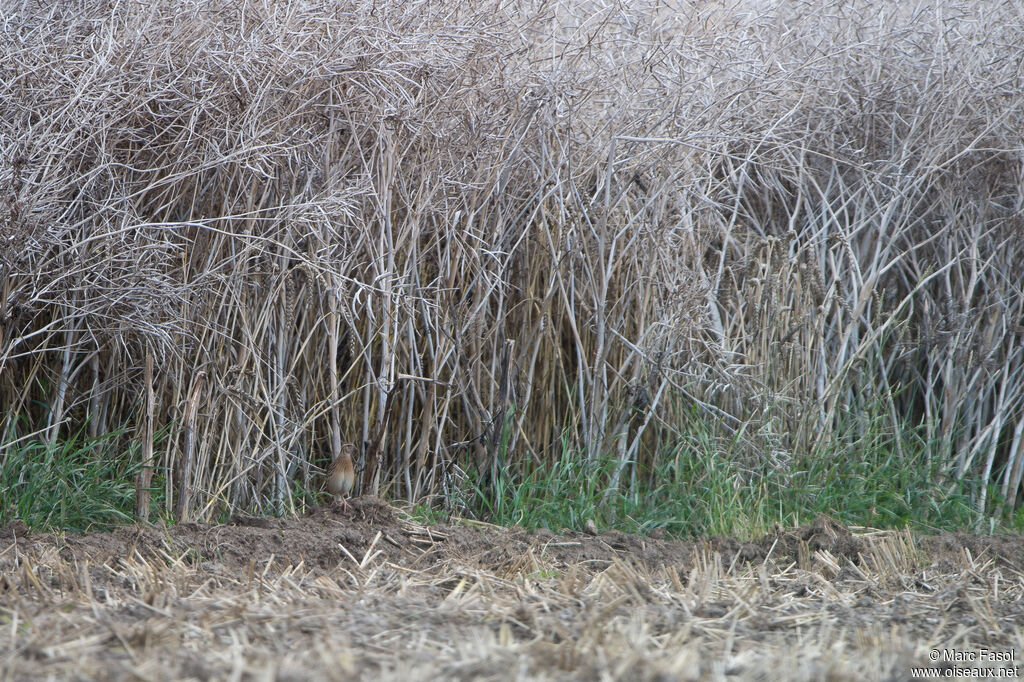 Common Quailadult, habitat