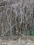 Common Quail