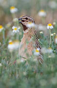 Common Quail