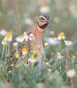 Common Quail