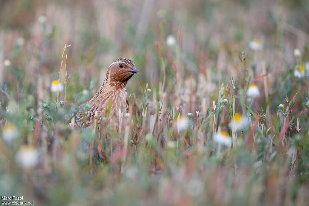 Common Quail male adult, pigmentation