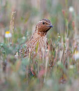 Common Quail