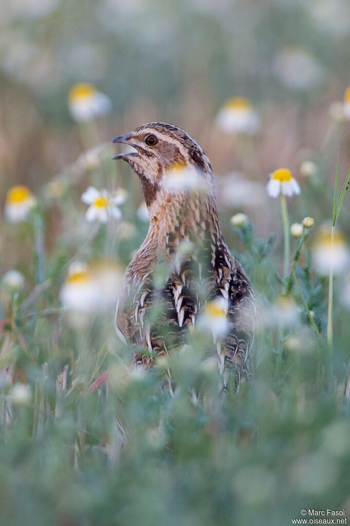 Common Quail male adult breeding, identification, song