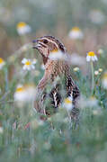 Common Quail