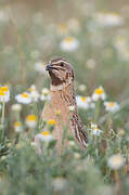 Common Quail