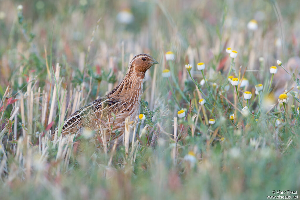 Common Quail male adult, identification, habitat, walking