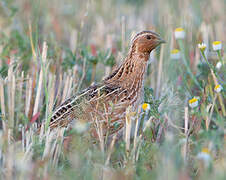 Common Quail