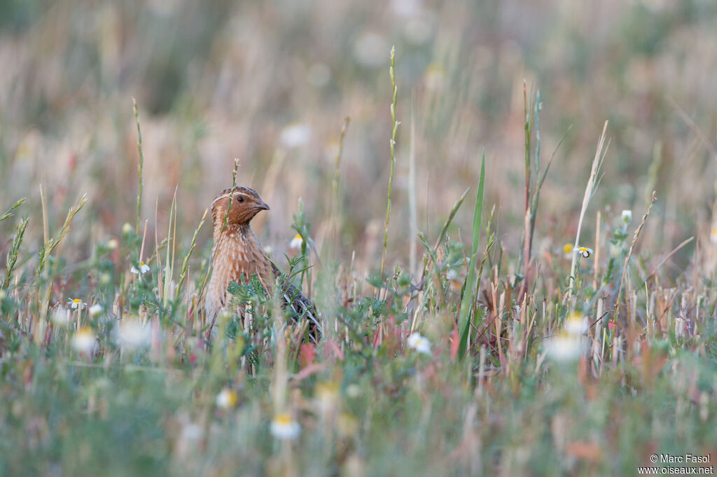 Caille des blés mâle adulte, identification, habitat