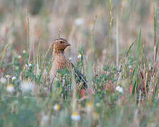 Common Quail