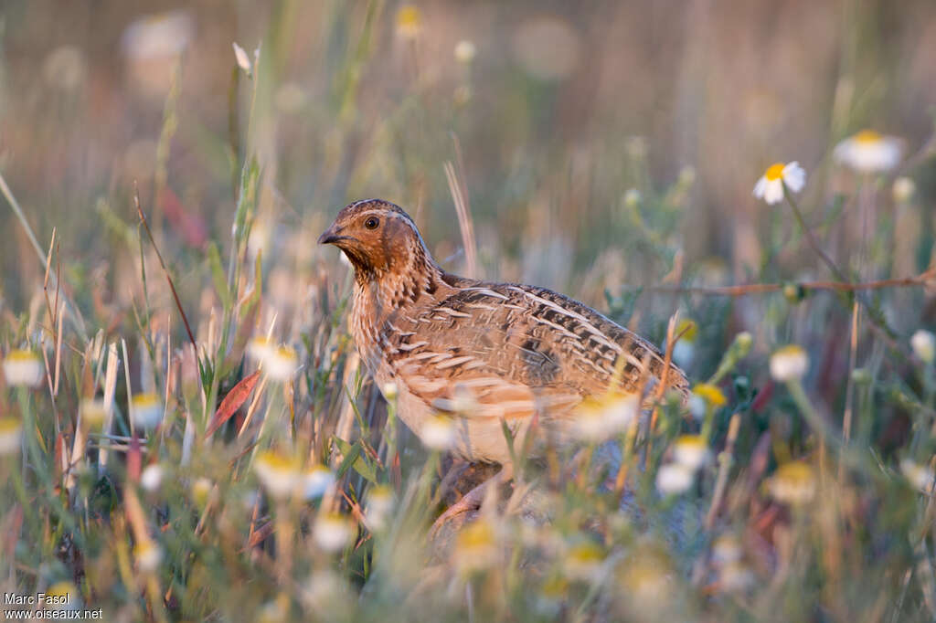 Common Quail male adult breeding, pigmentation