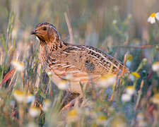 Common Quail