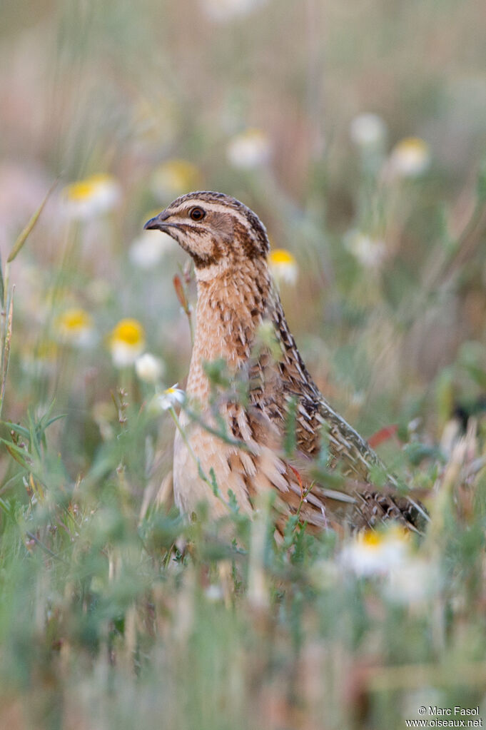 Common Quail male adult breeding, identification