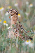 Common Quail