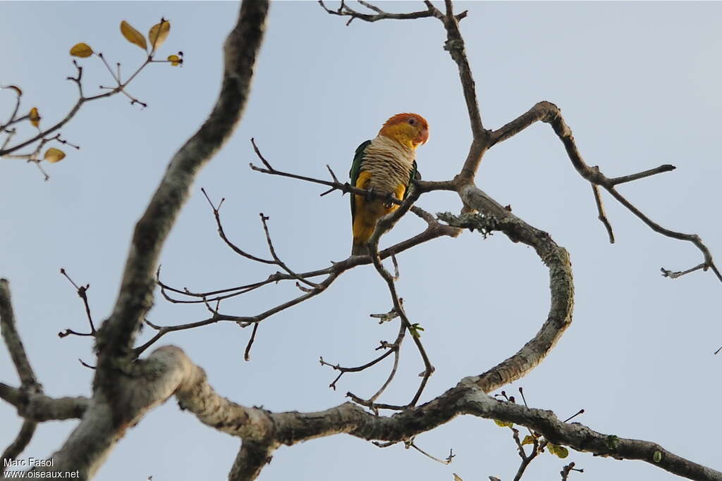 White-bellied Parrotadult, identification