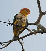 White-bellied Parrot