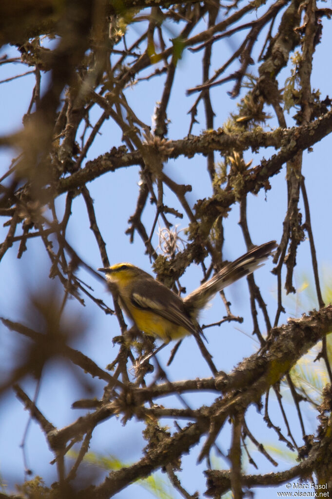 Greater Wagtail-Tyrantadult, identification