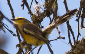 Greater Wagtail-Tyrant