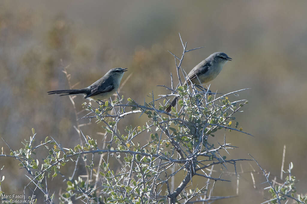 Greater Wagtail-Tyrantadult post breeding, habitat