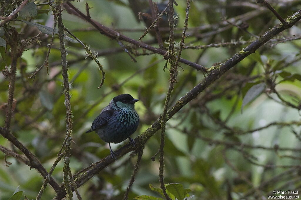 Black-capped Tanageradult, identification