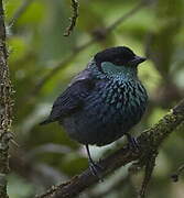 Black-capped Tanager