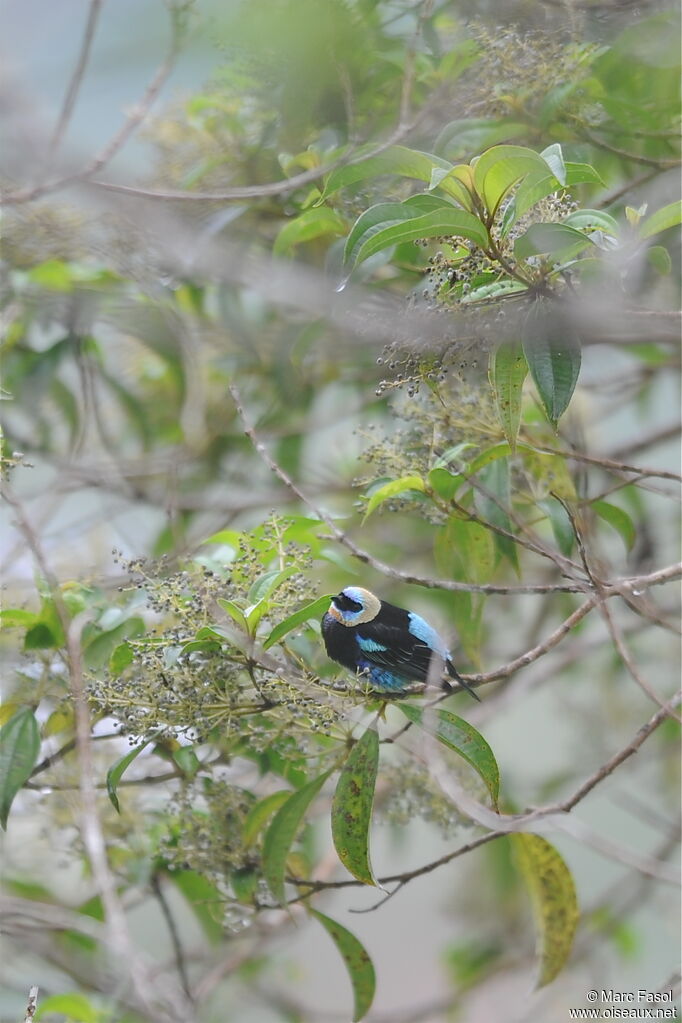 Golden-hooded Tanageradult, identification, feeding habits