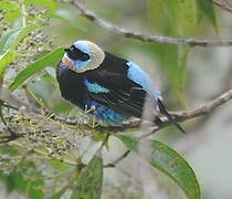 Golden-hooded Tanager