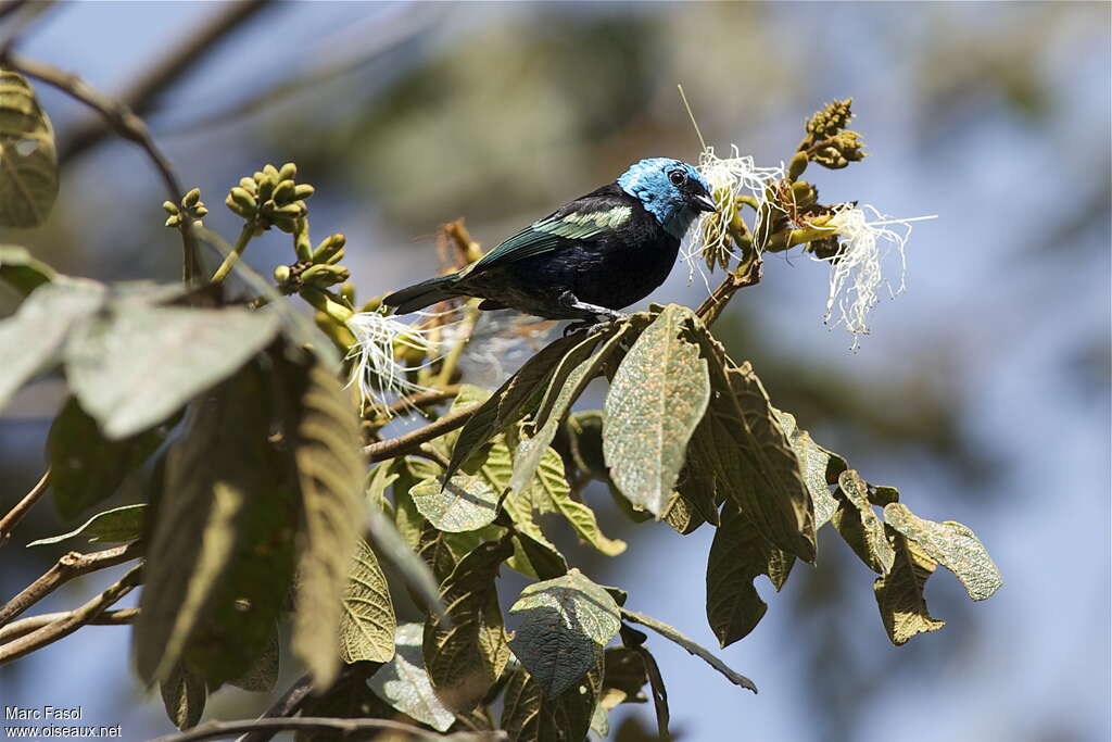 Blue-necked Tanager female adult, identification