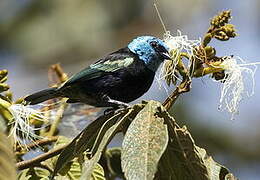 Blue-necked Tanager