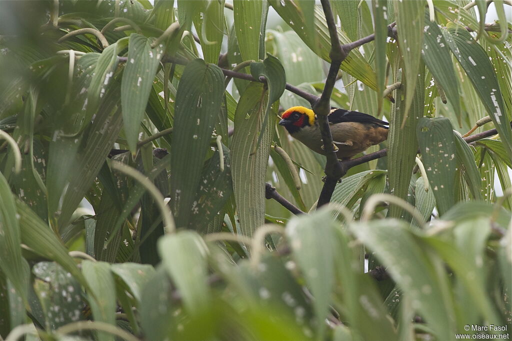 Flame-faced Tanageradult, identification