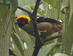 Flame-faced Tanager