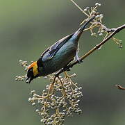 Saffron-crowned Tanager