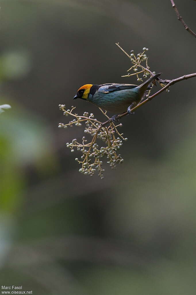 Saffron-crowned Tanageradult, feeding habits