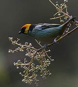 Saffron-crowned Tanager