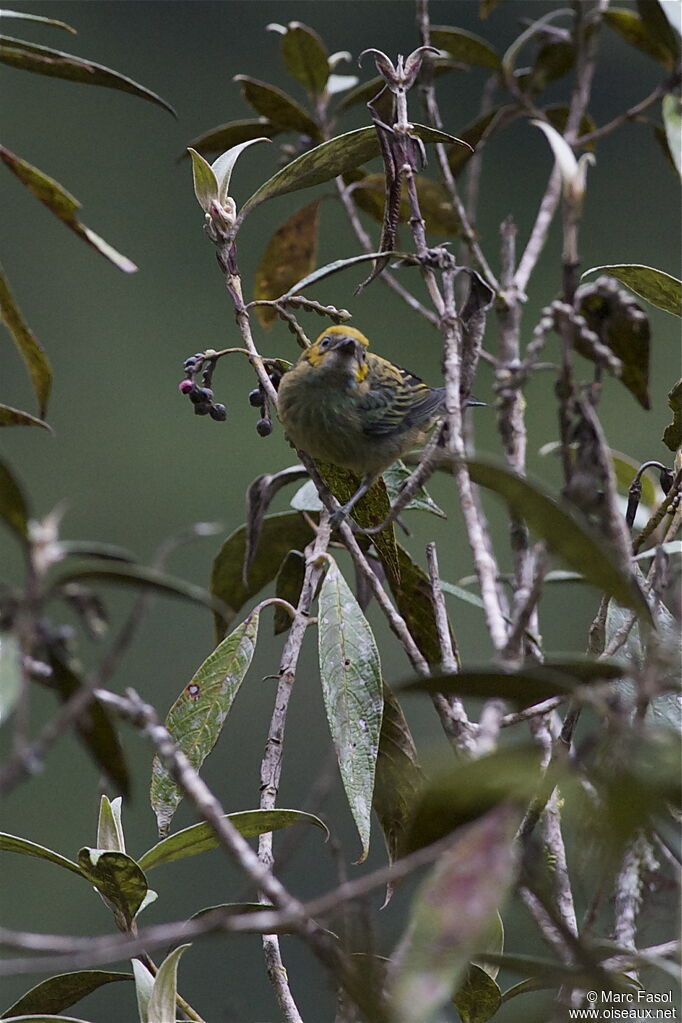 Saffron-crowned Tanagerimmature, identification