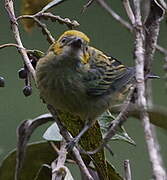 Saffron-crowned Tanager