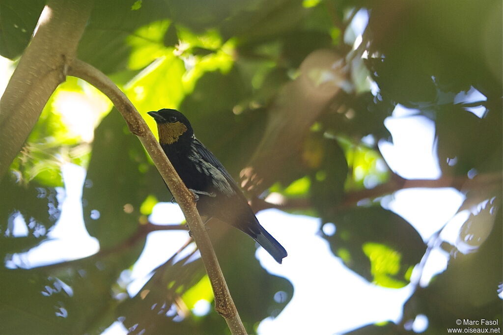 Calliste argenté mâle adulte, identification