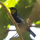 Calliste argenté