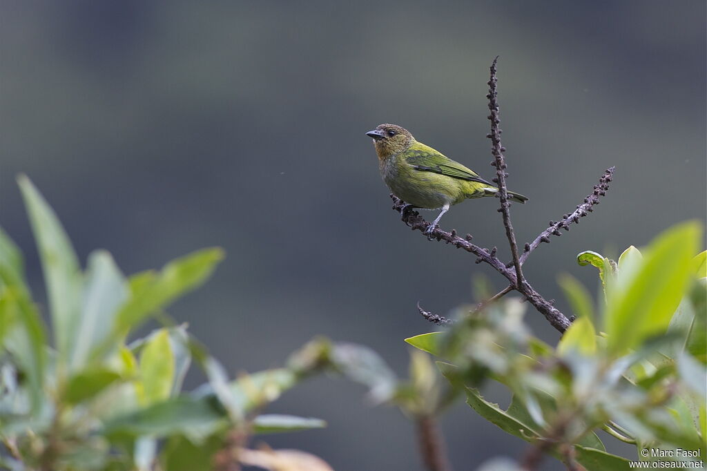 Calliste argenté femelle, identification