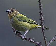 Silver-backed Tanager