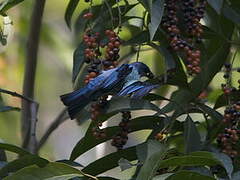 Azure-rumped Tanager