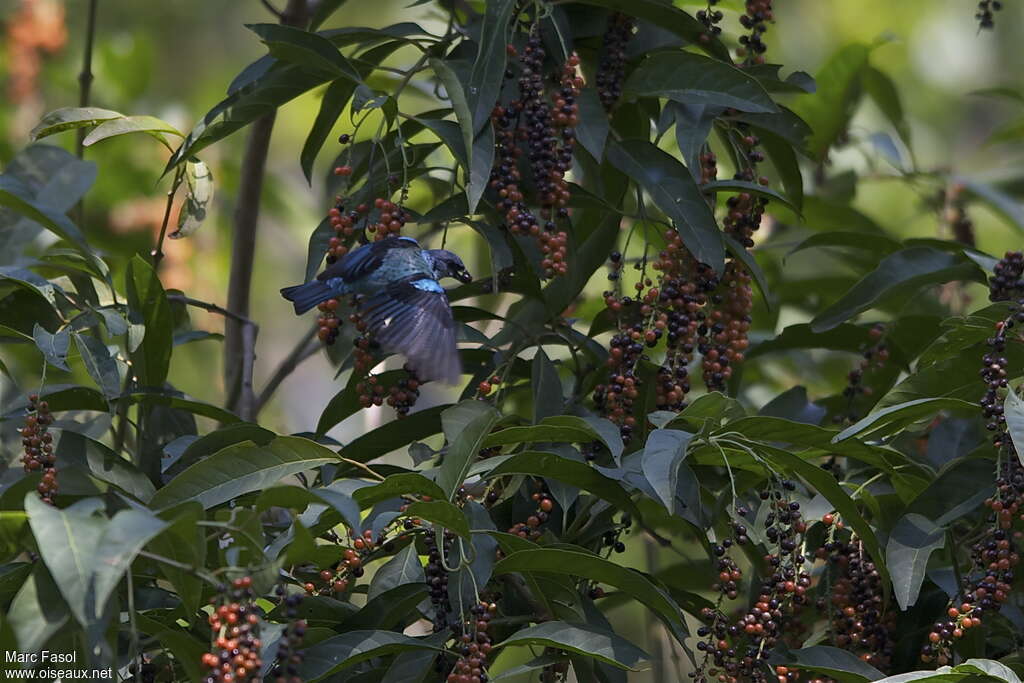 Azure-rumped Tanageradult breeding, identification, feeding habits