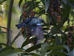 Cabanis's Tanager