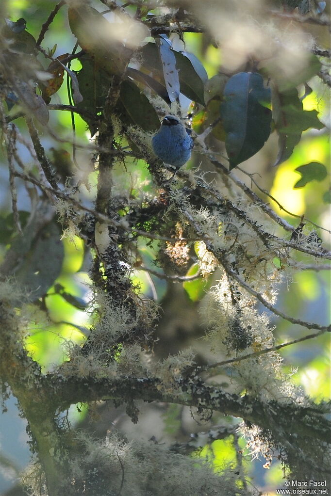 Calliste bleu et noiradulte, identification