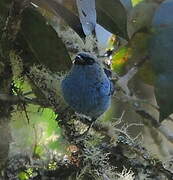 Blue-and-black Tanager