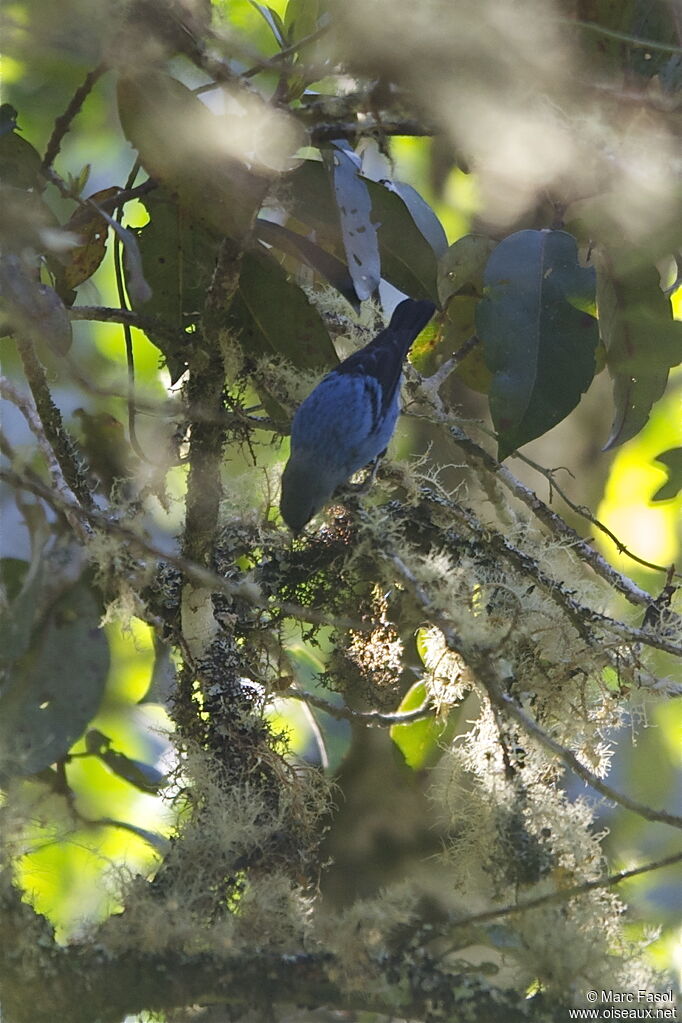 Calliste bleu et noiradulte, identification, Comportement