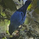 Calliste bleu et noir